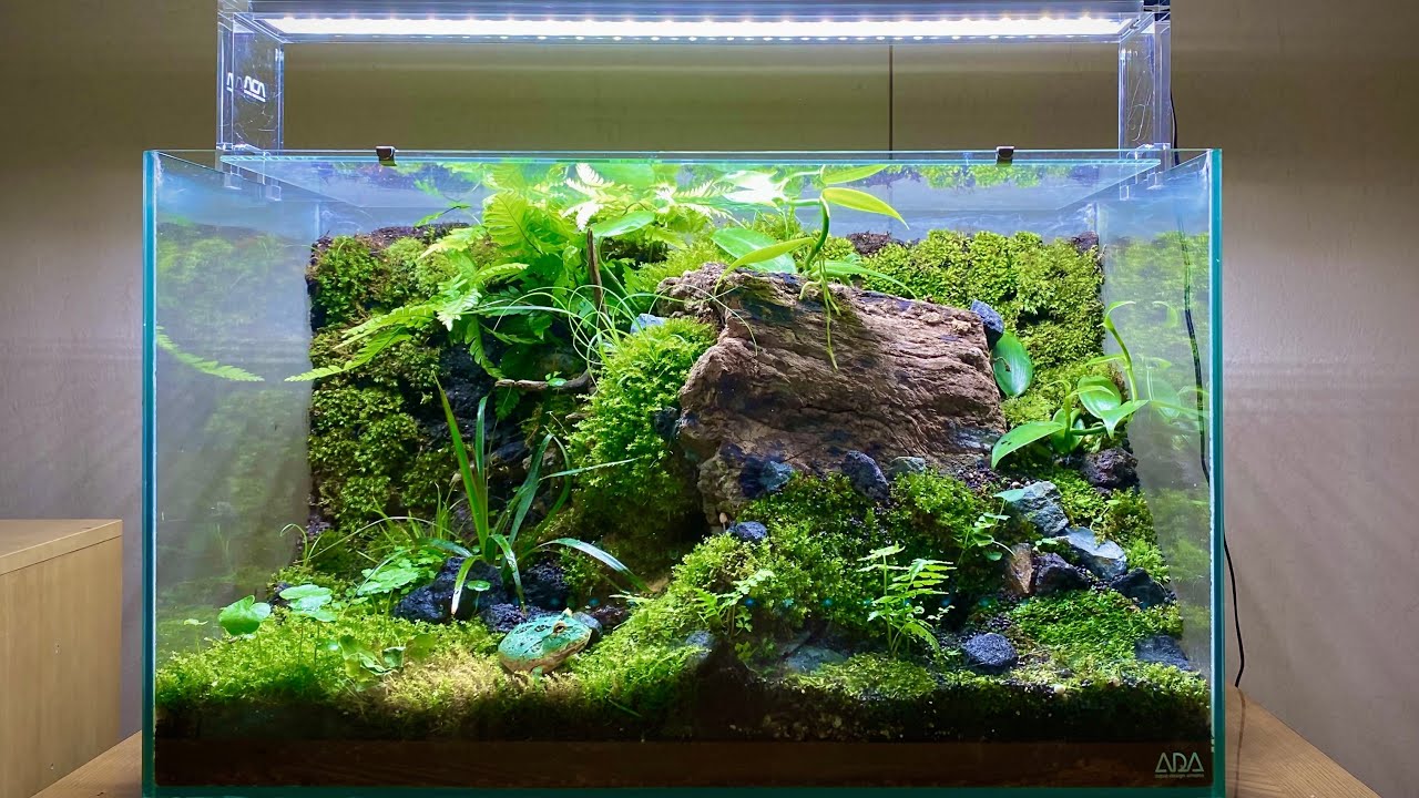 THE FALLEN TREE - Pacman Frog's Terrarium in ADA 60P