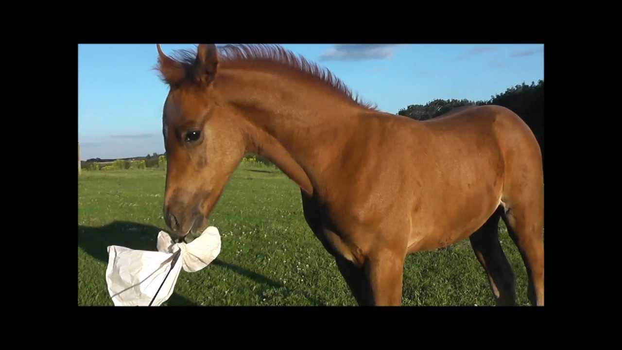 SOLD - RS Cassini   intro to a plastic bag on a whip age 1 month