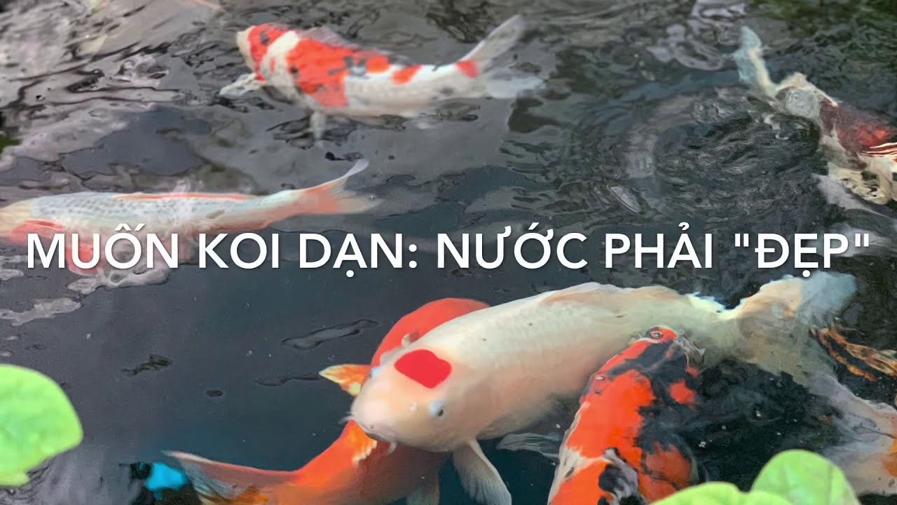 Mẹo huấn luyện cá Koi dạn người