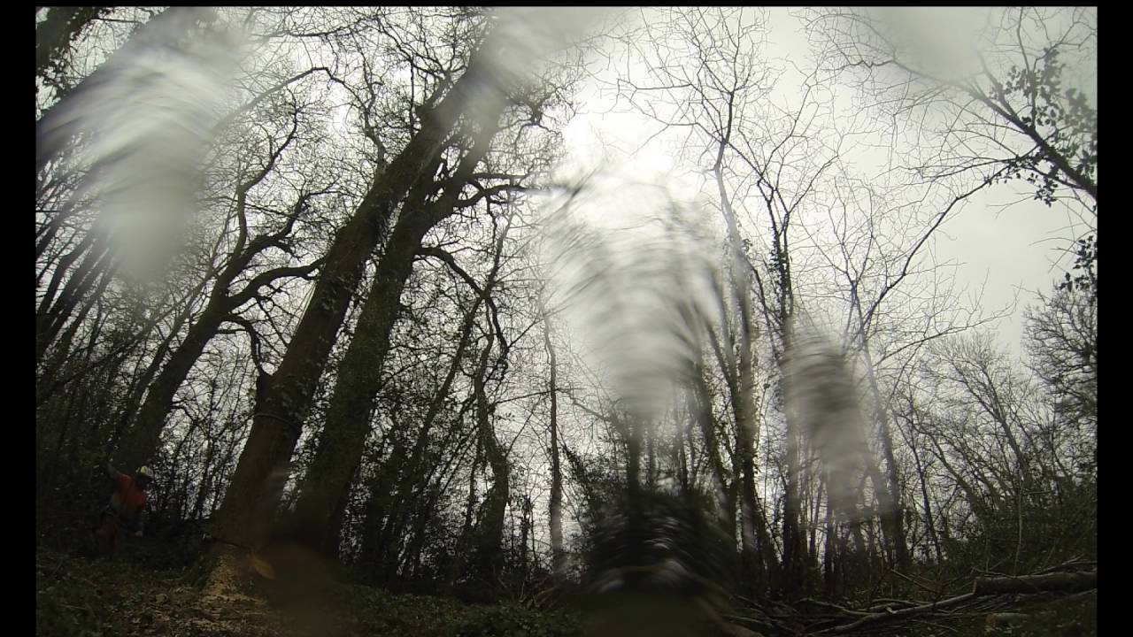 Kingston Lacy Roadside tree felling