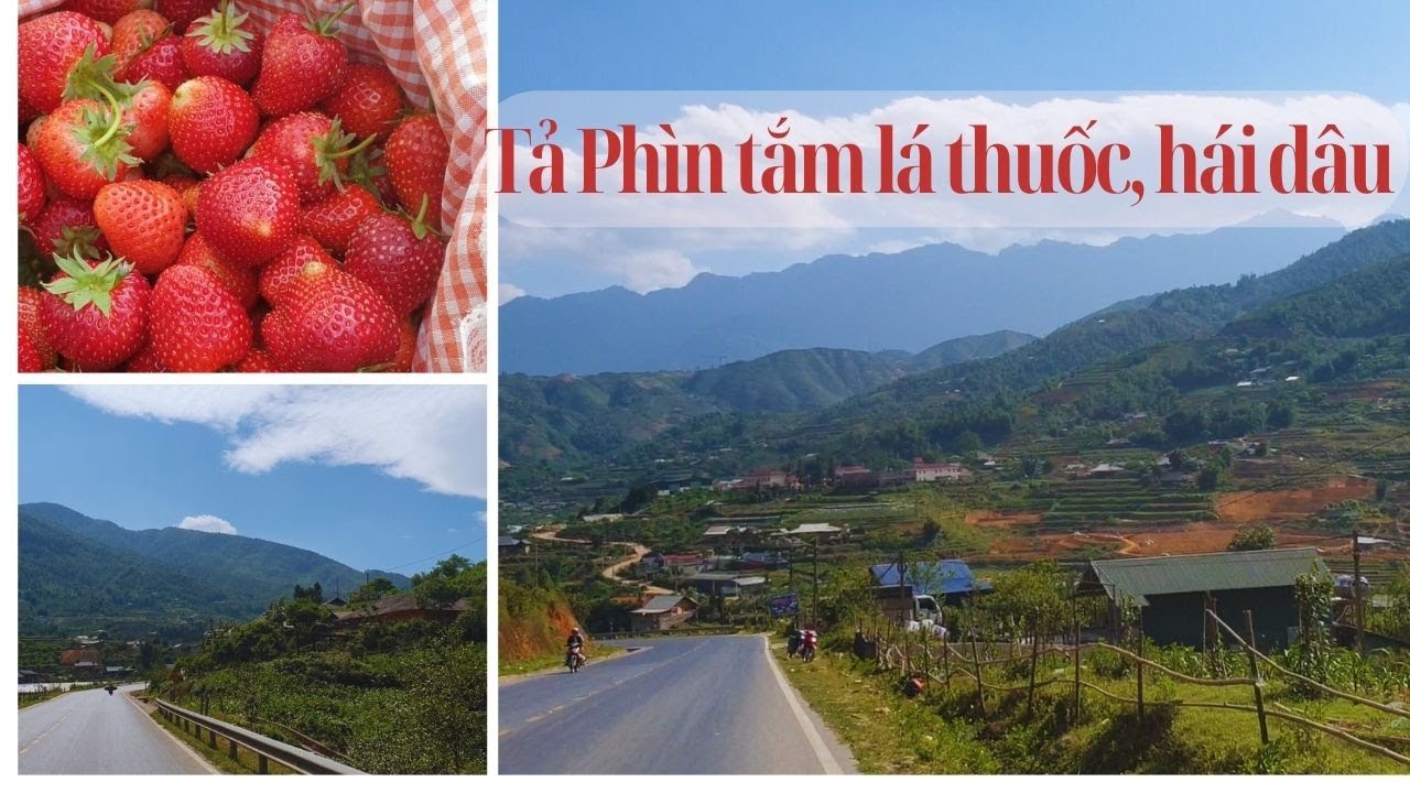Sapa day 3 - Bản Tả Phìn - tắm lá thuốc người Dao - Hái dâu tây - Ta Phin Village | Sapa travel