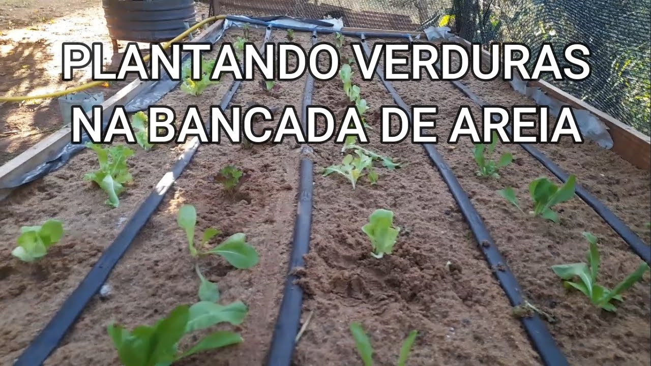 PLANTANDO NA BANCADA DE AREIA