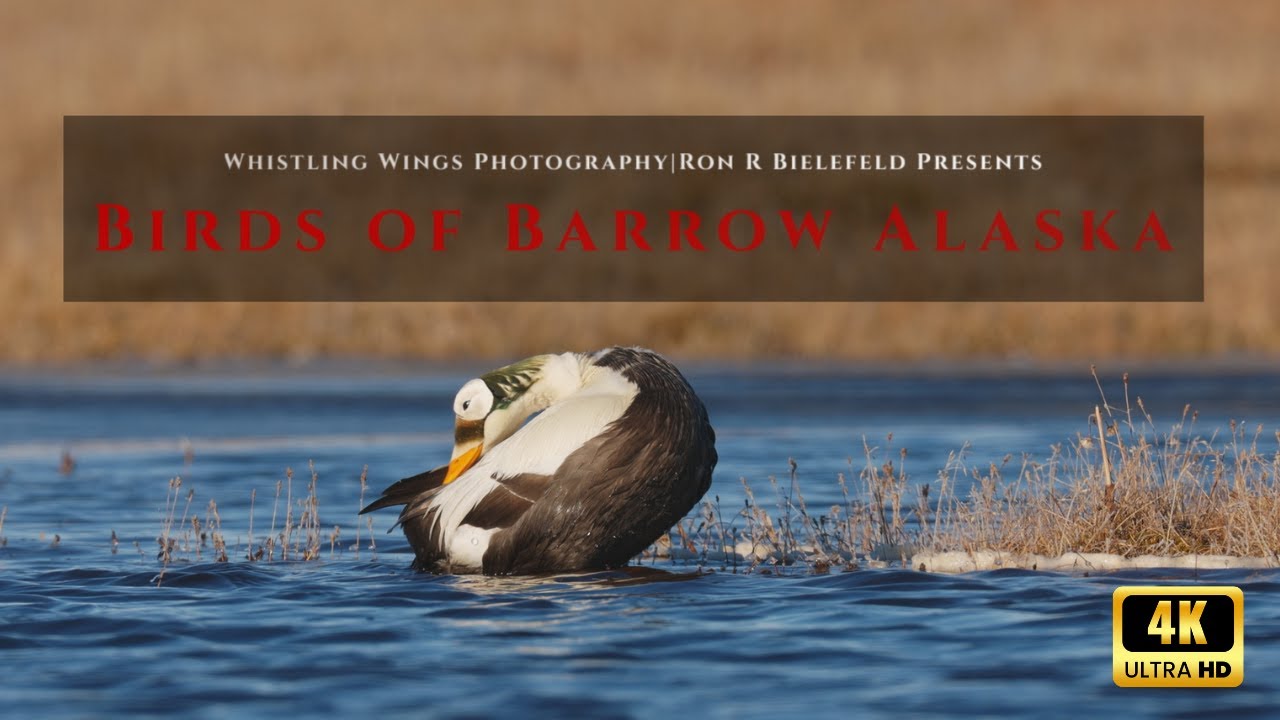 Alaska birds on the Canon R3 and Speed-shooter Harness