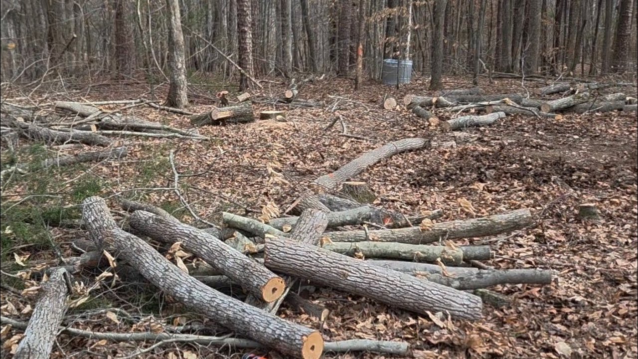 Clearing the land | Day 1 