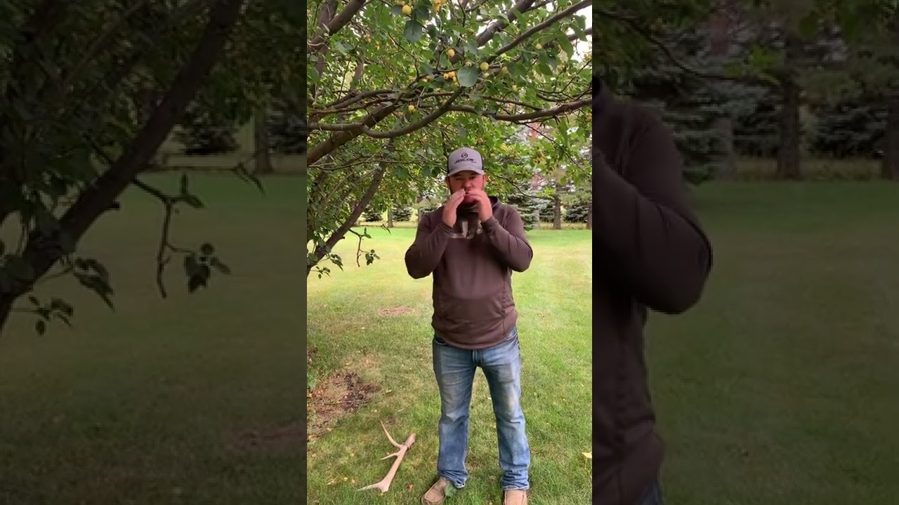 Moose Calling tutorial