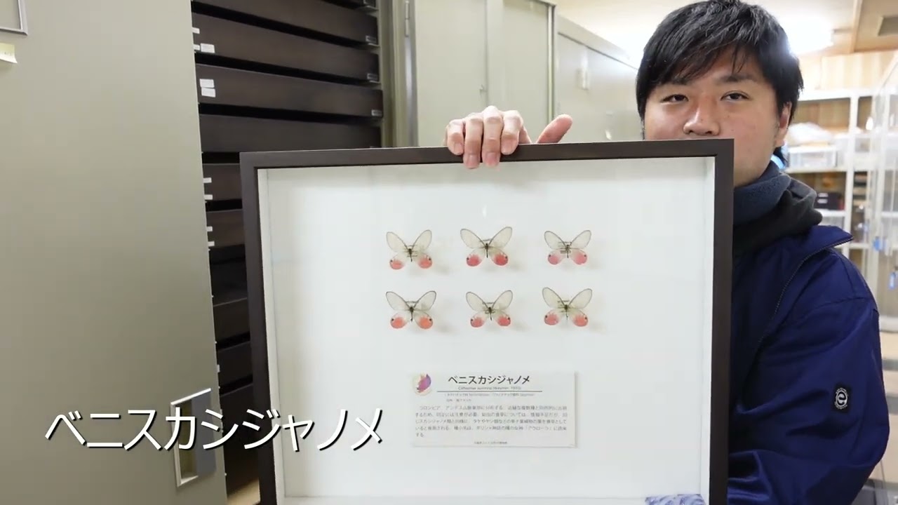 毎月かわるよ！江田コレクション展～美麗な甲虫や蝶の標本を毎月入れ替え展示～【第８回（２月予定）展示予告編】