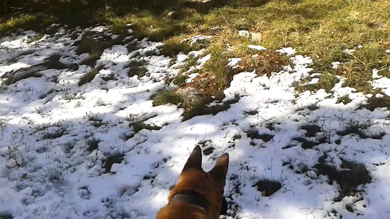 Vucijak Na Snijegu - Vucko