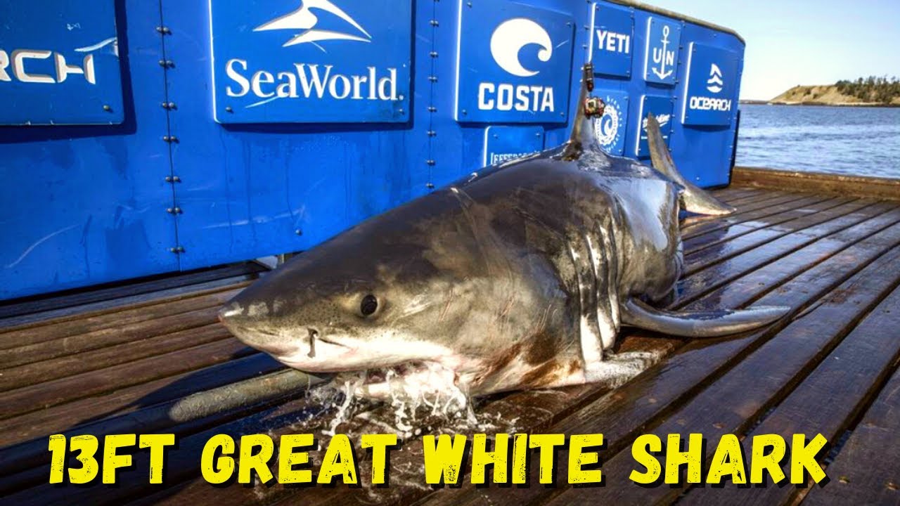 Did this 13ft GREAT WHITE Shark just cross the Atlantic? Bob (OCEARCH tagged)