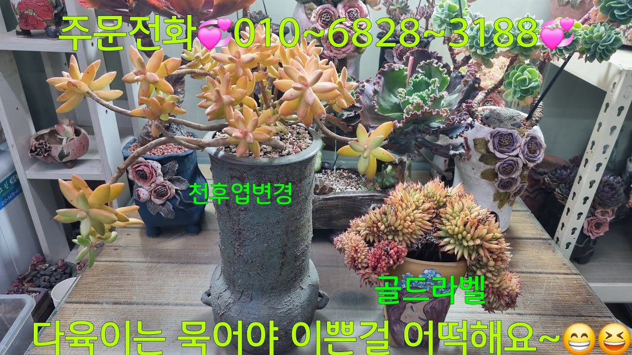 (26.2.5.목)💞천후엽변경 💞골드라벨철화💞묵둥이만 찿아다녀요~😁😆