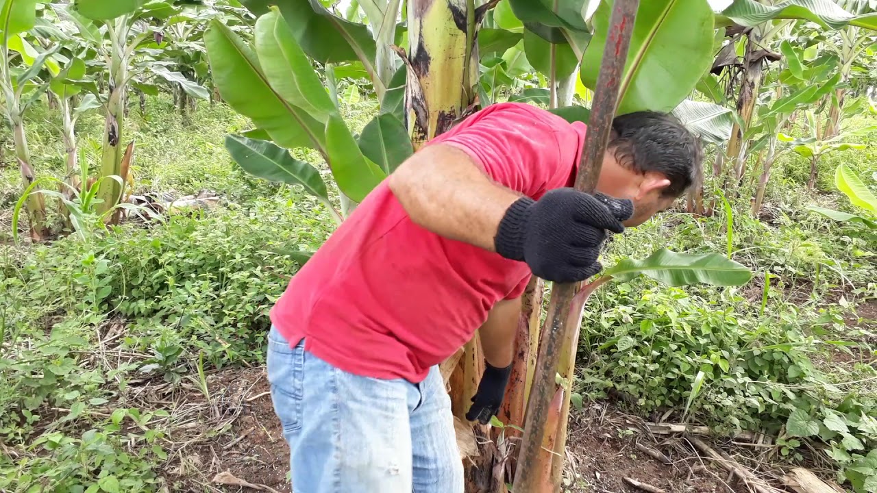 Tratos culturais no cultivo da banana Prata.