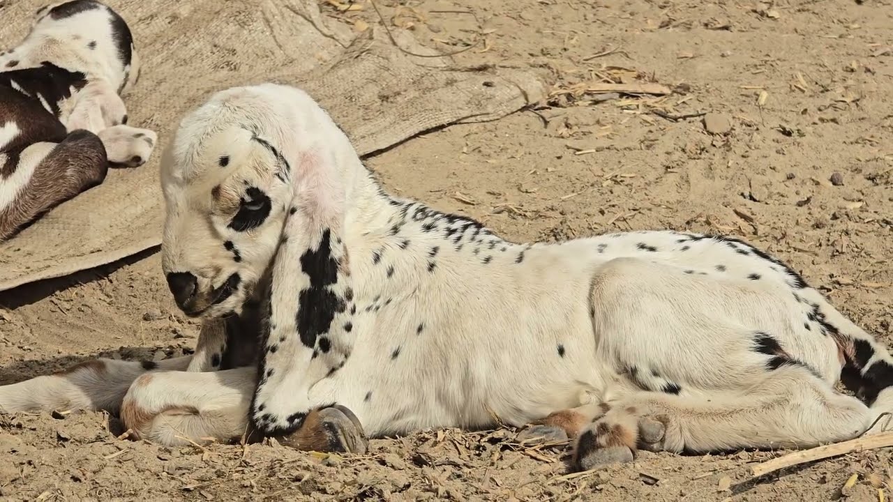 New Born Baby Kid Relaxing | Baby Goat| Cute Funny Goat Kid Sleeping 