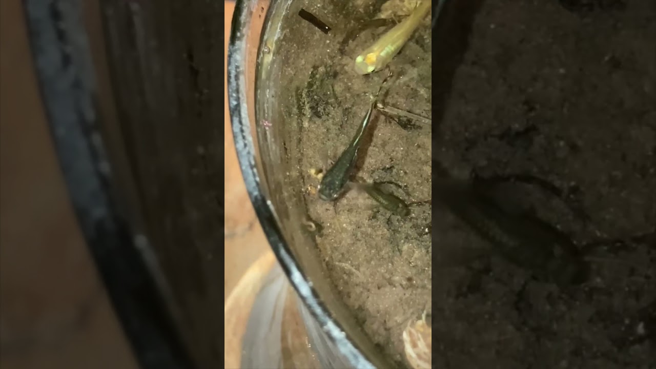 Got mosquito larvae? Try this! #BigBuddeTV #Shorts