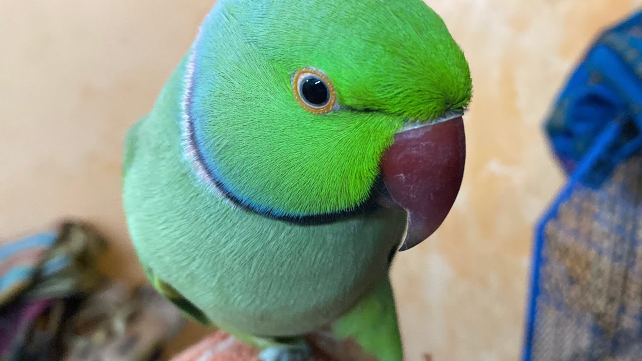 Cute parrot talk naturely
