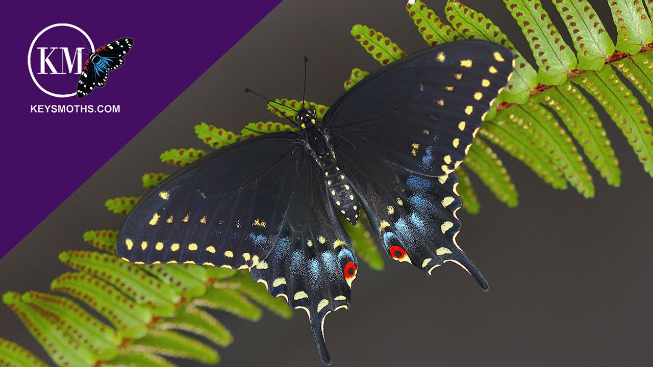 ATTRACT BUTTERFLIES WITH CARROTS, DILL AND PARSLEY - The Black Swallowtail Life Cycle