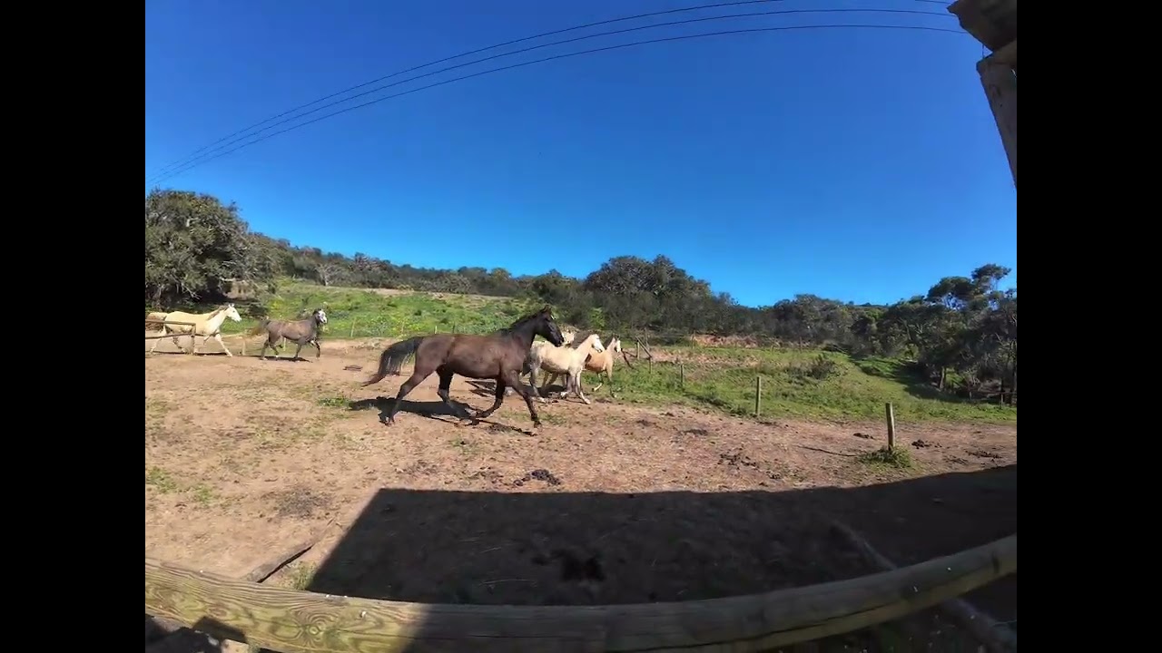 My horse Aguardente has a contagious panick attack