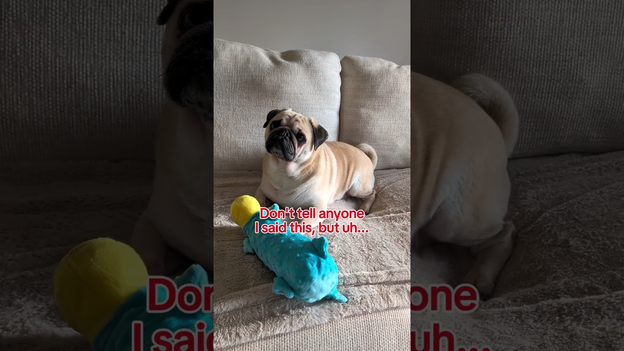 ​Is there anything better than a Pug's love? 💙 