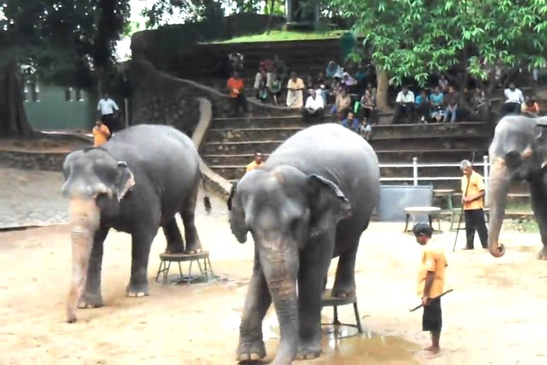 Elephant Dance  Dehiwala Zoo Sri Lanka