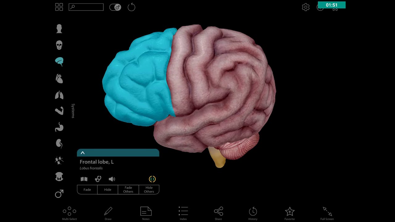 شرح ثلاثي الابعاد للدماغ Basics of brain cortex