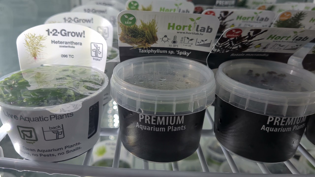 hortilab tissue culture plants now instock