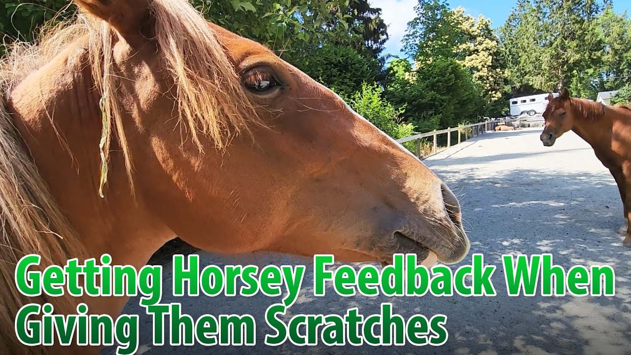 The Value Of Getting And Reading Horse Responses For Scratches And Touches