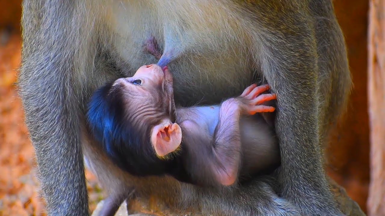 Natural Baby Monkey With Lovely Mommy