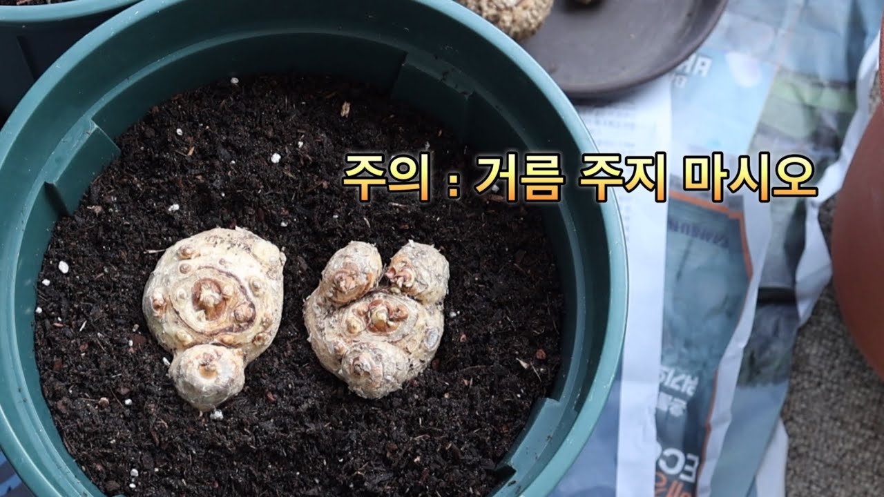 칼라(Calla)꽃 구근으로 심어 키우기, 심는 방법과 키우는 방법, 절대 어렵지 않아요