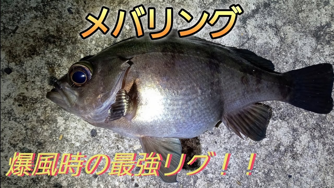 【メバリング】スプリットショットリグで爆風攻略❗