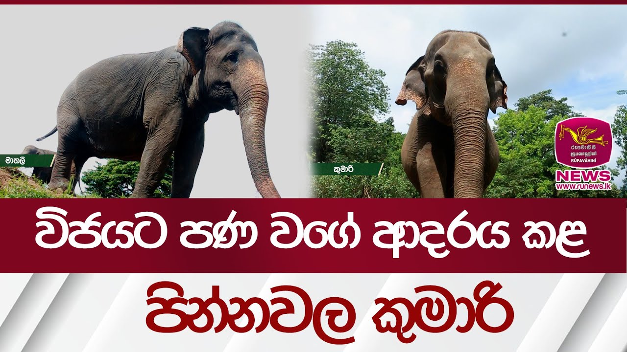 විජයට පණ වගේ ආදරය කළ පින්නවල කුමාරි | Elephant SriLanka | Rupavahini News