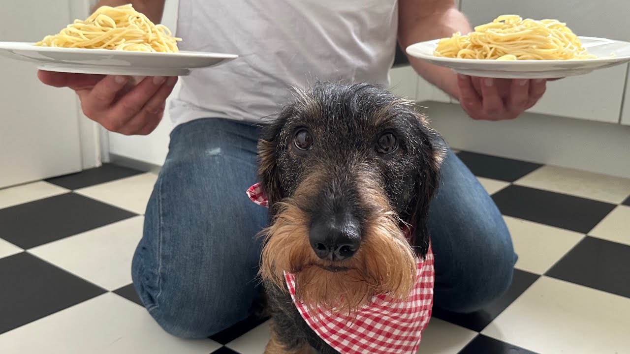 Dachshund Teddy loves spaghetti 