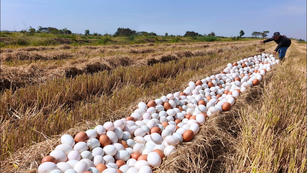 A woman collects eggs in a rice field where they have already been harvested or have a lot of eggs.