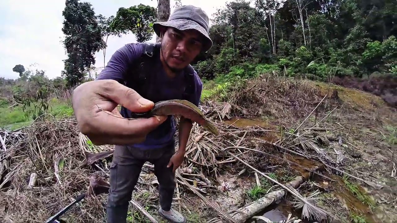 Memburu chana limbata di tepi hutan.Bekas tapak gajah masih baru.part 1