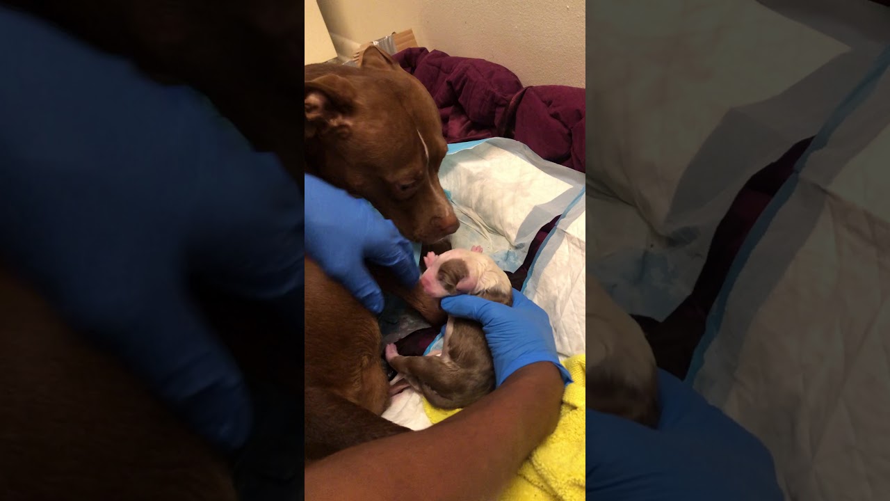 Pitbull giving birth to beautiful puppies.
