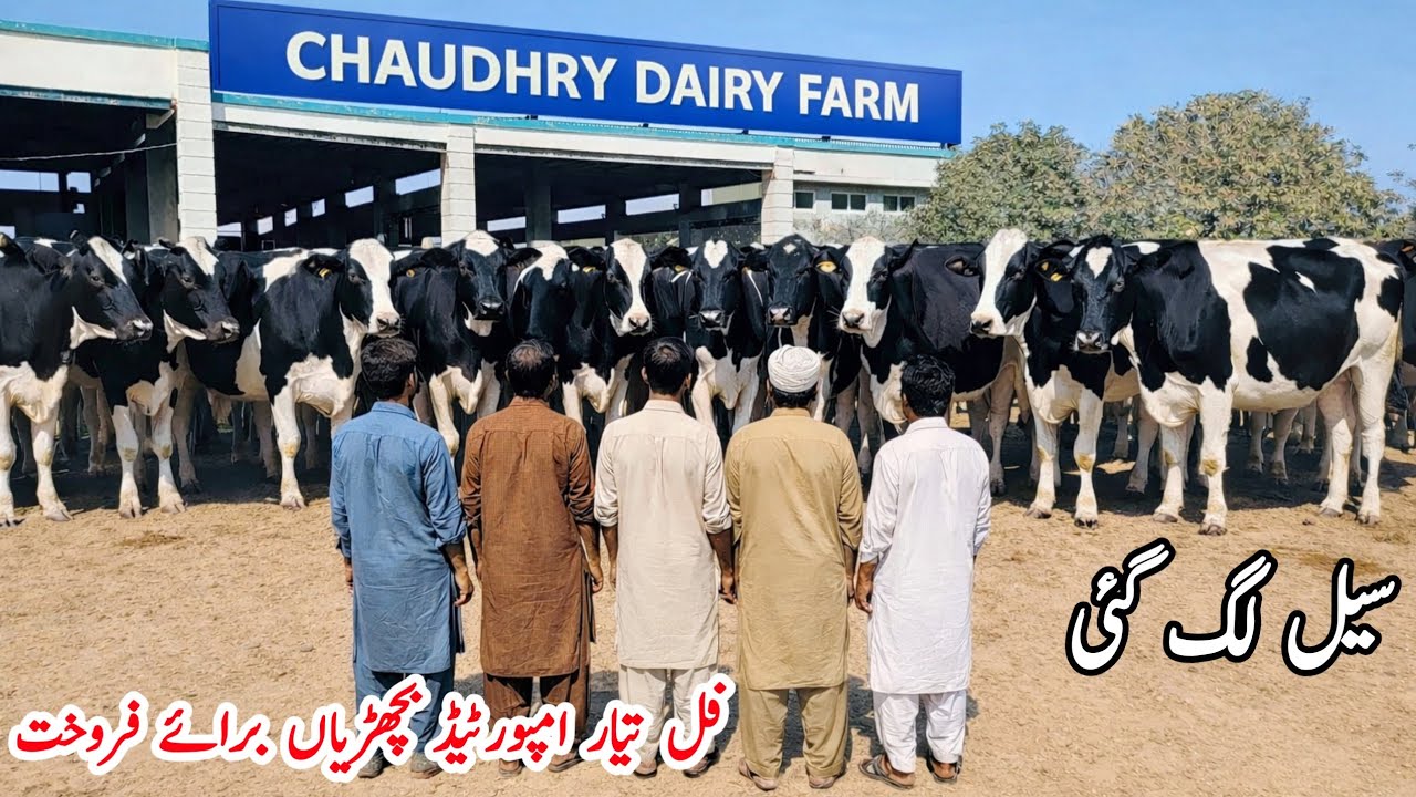 CH Dairy Farm |  Pakistan’s Biggest Imported Dairy Farm 🐄 |  Australian  Friesian hf  heifers 