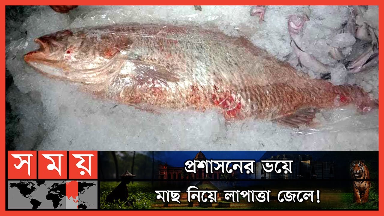 শেষ হচ্ছে না সোনালি হাইতি 'ভোল মাছ' নিয়ে জল্পনা কল্পনা ! | Pirojpur Fish News | Somoy TV
