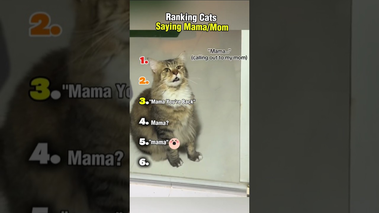 Ranking Cats Saying Mama/Mom