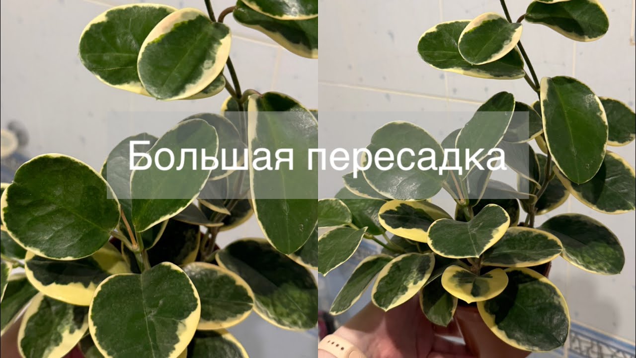 Пересадка огромной Алоказии | Купила хойю с корневым червецом 