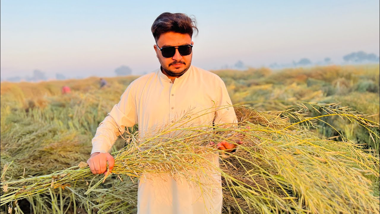 Sarsou Ka Fasal | Muzafar Rafi |