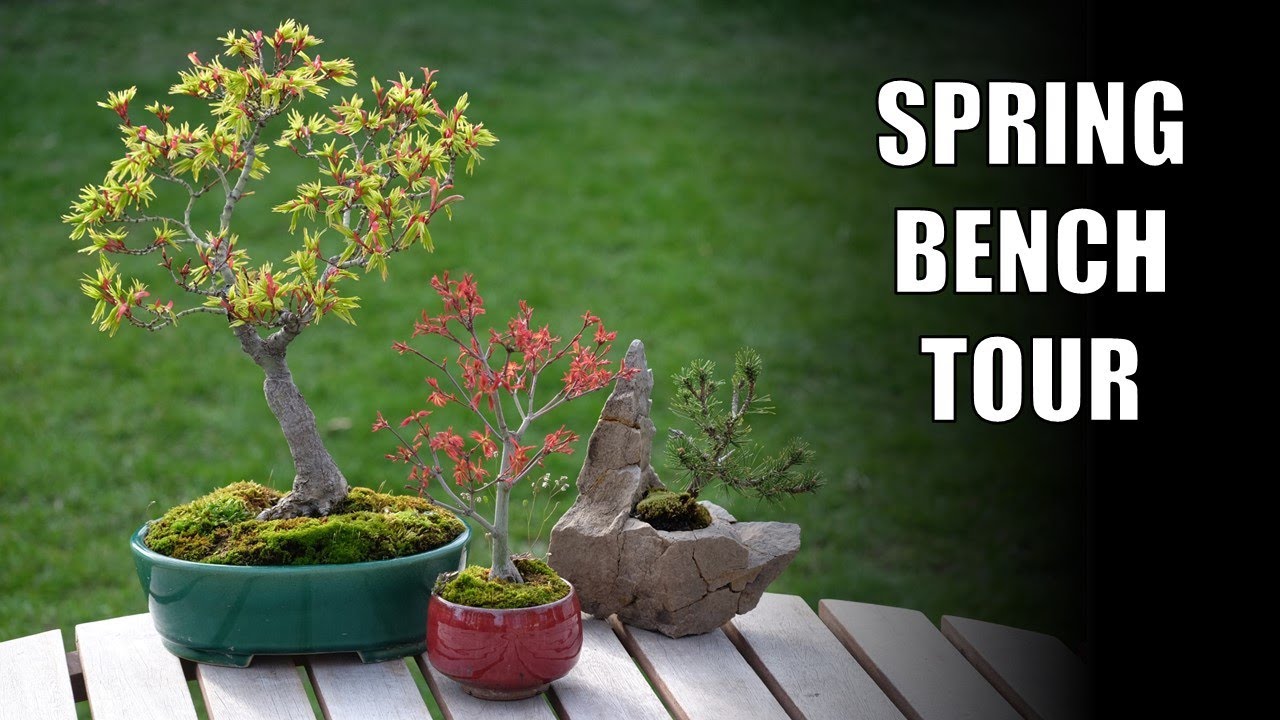 Fresh Leaves: Spring Bonsai Bench Tour