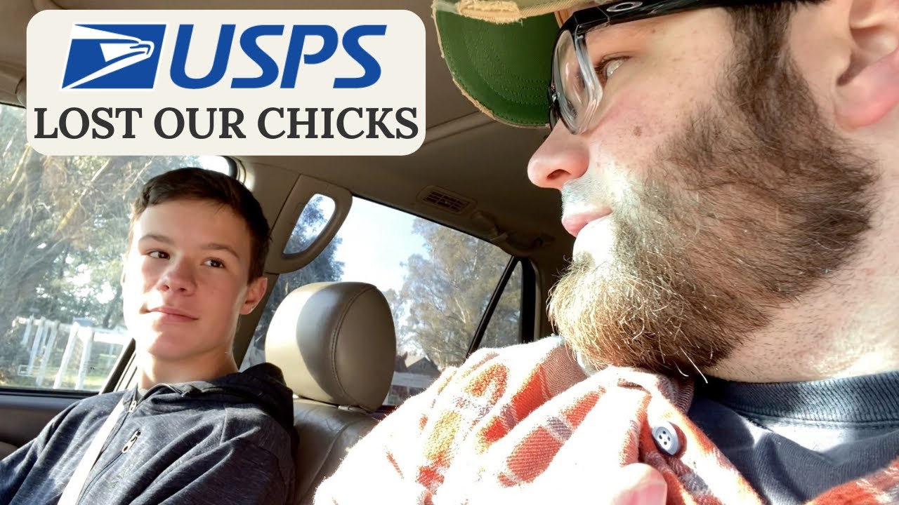 300 BABY CHICKS LOST IN THE MAIL!