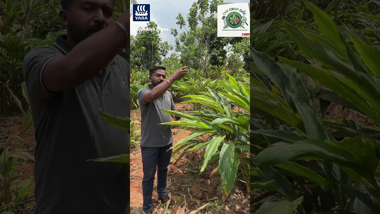 ഏലം കൃഷിയിൽ ചൂടിനെ പ്രതിരോധിക്കാൻ കാൽസ്യം വഹിക്കുന്ന പങ്ക്-YaraVita Stopit-Cradamom heat stress 