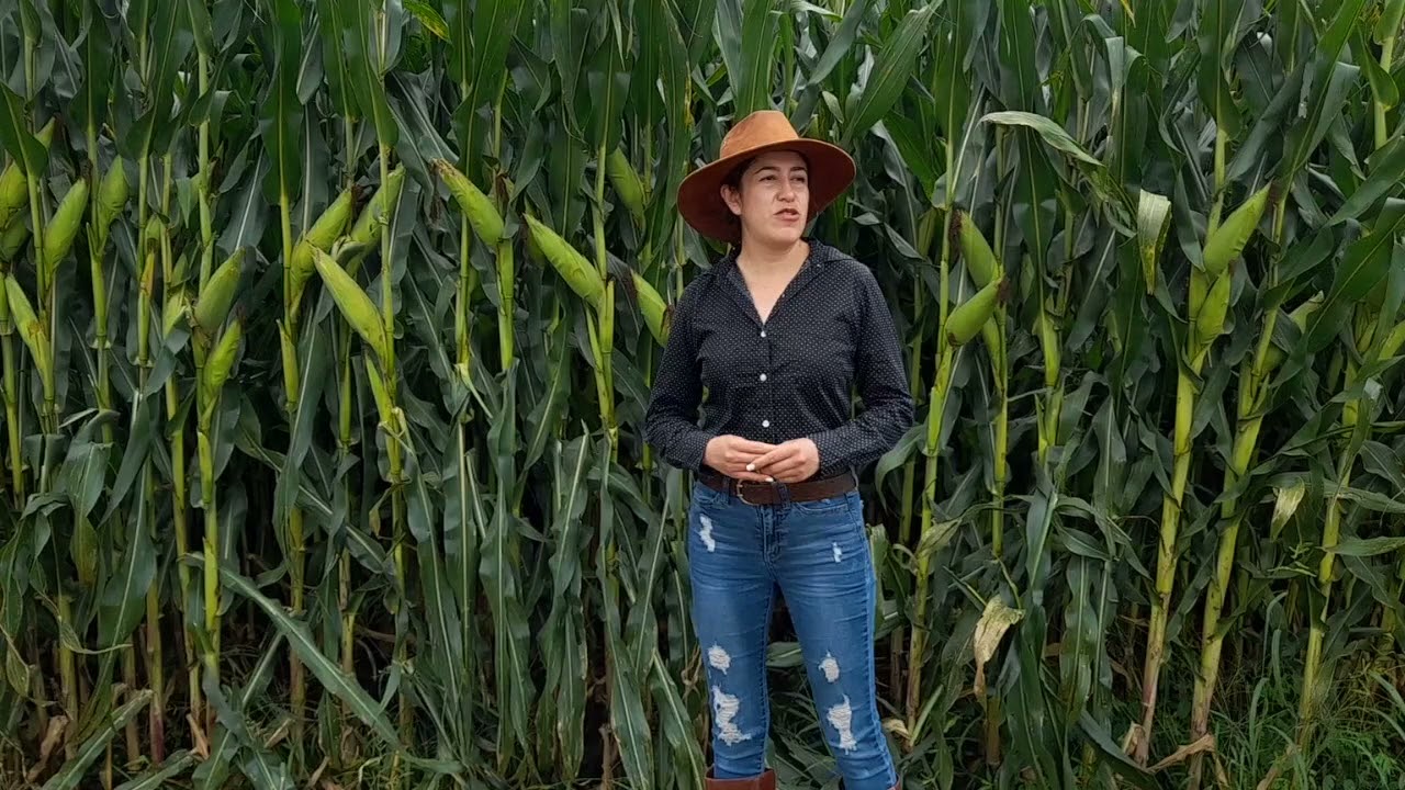 MX - Testimonial de Adriana Arredondo en el cultivo de Maíz
