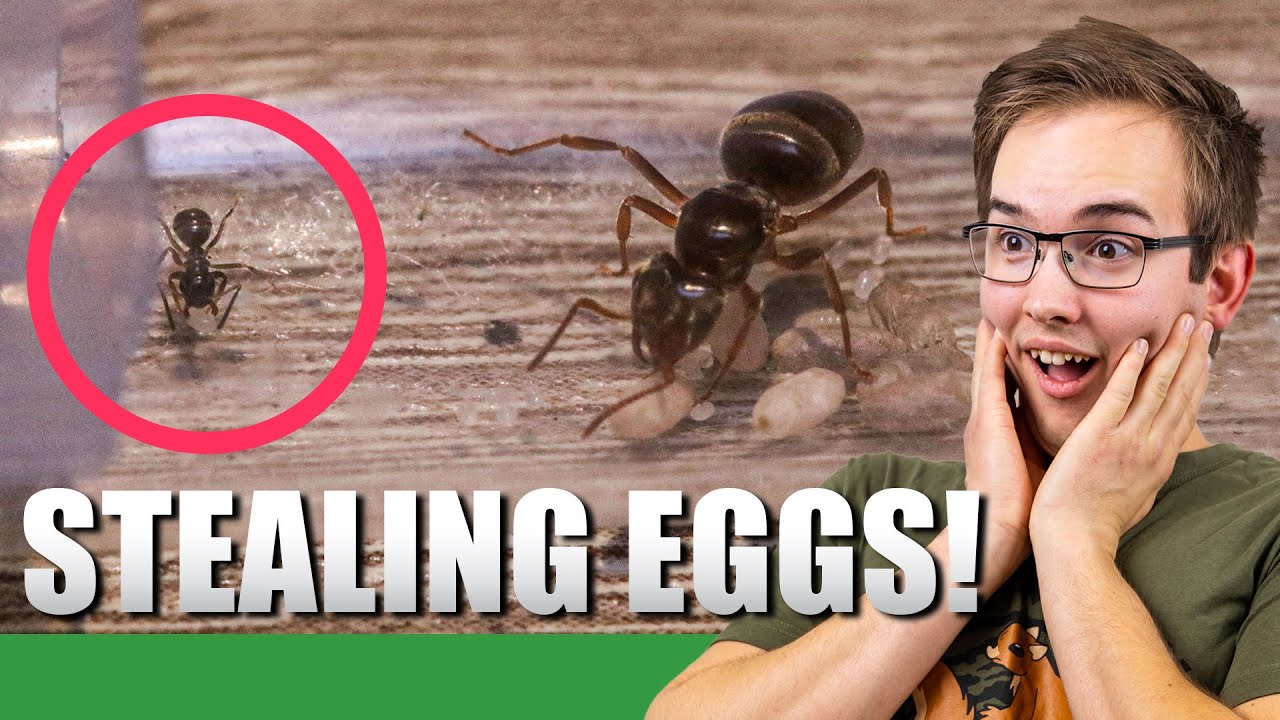 MY NEW QUEEN KILLING QUEEN | Lasius Umbratus Update #1 - Ant Holleufer