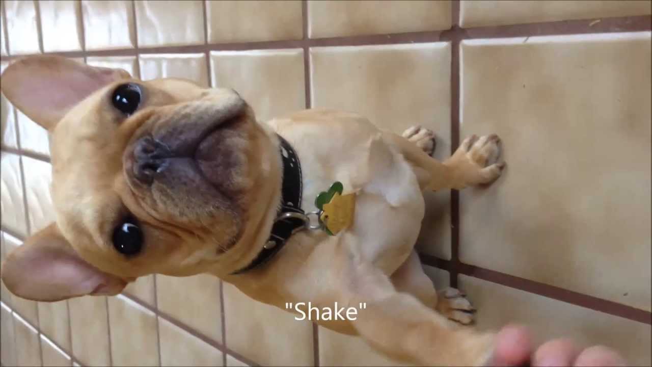 Thor the French Bulldog does 15 Dog Tricks