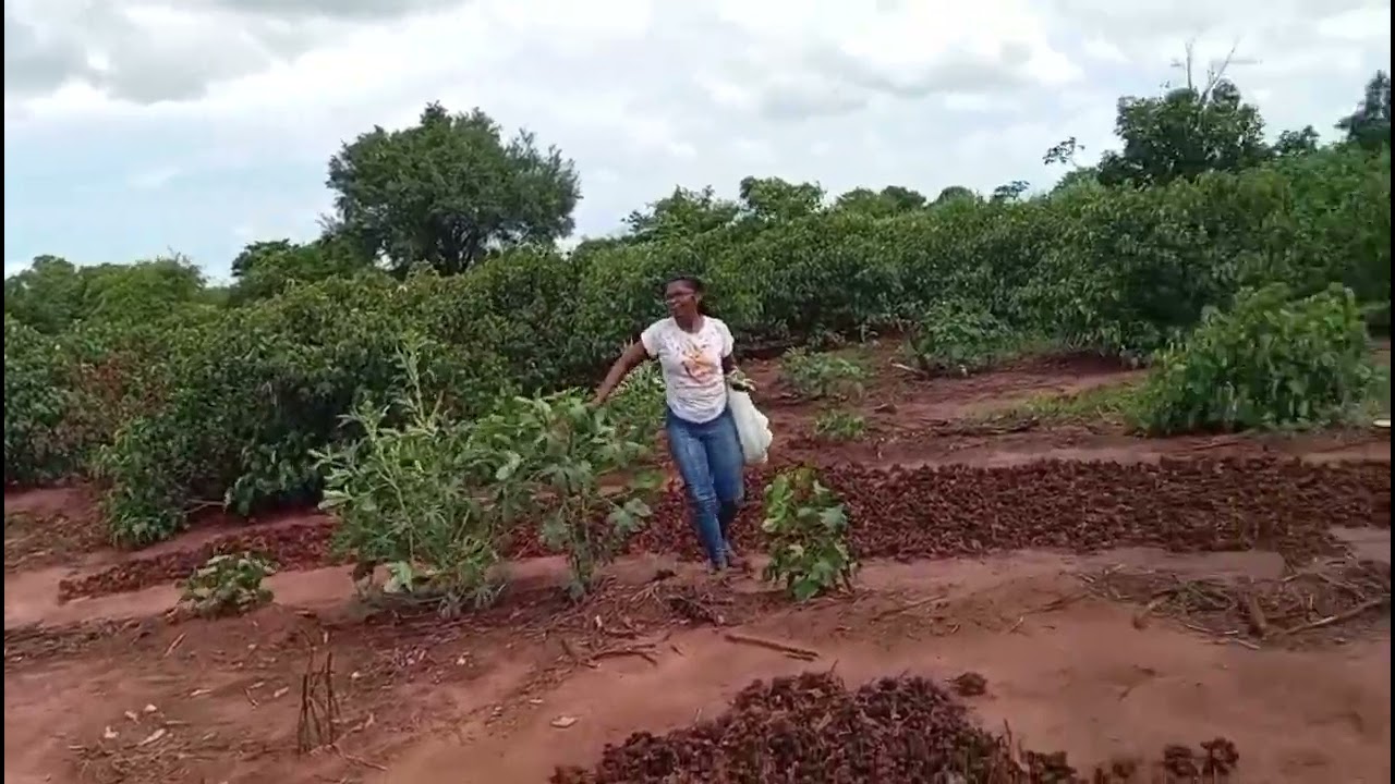 Passeio na ro&ccedil;a 
