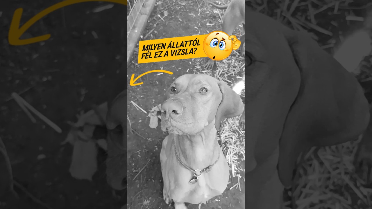 🔥 Vizsla VS 😱 VESZ&Eacute;LYES &Aacute;LLAT #shorts #dog