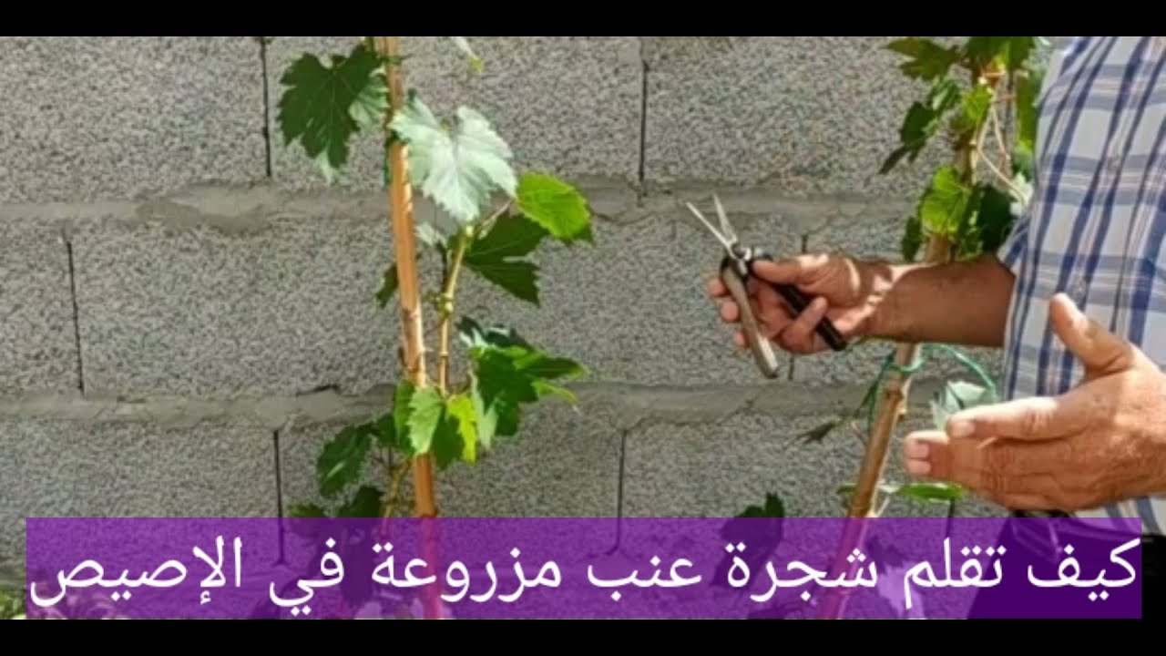 تقليم شجرة العنب في الاصيص للوصول إلى أروع وأجمل نتيجةGrapevine pruning