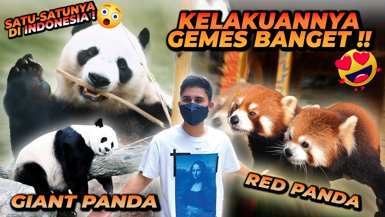SATU SATU NYA PANDA DI INDONESIA !! GA SEMUA NEGARA PUNYA ! CUMA BISA LIAT DISINI !!