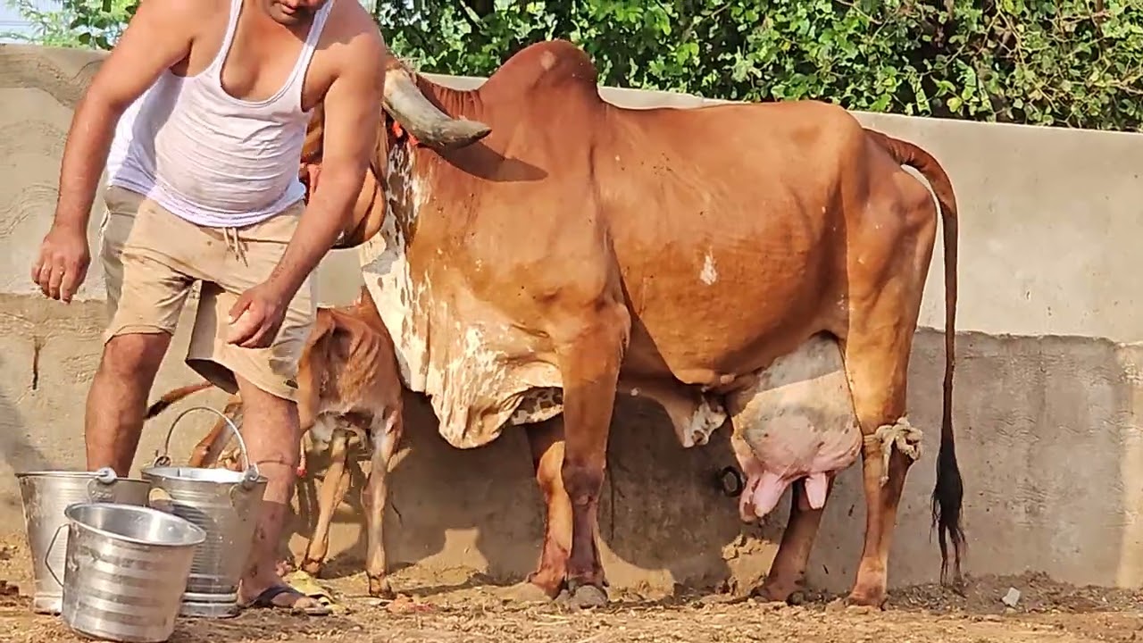 gir cow bhawnagar bloodline top quality gir cow 