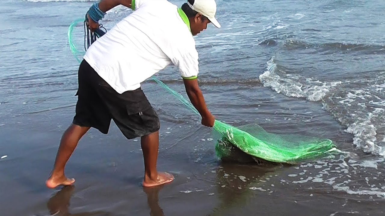 Рыбак исследует пляж в поисках идеальных водоёмов для ловли серебряных рыб кастинговой сетью.