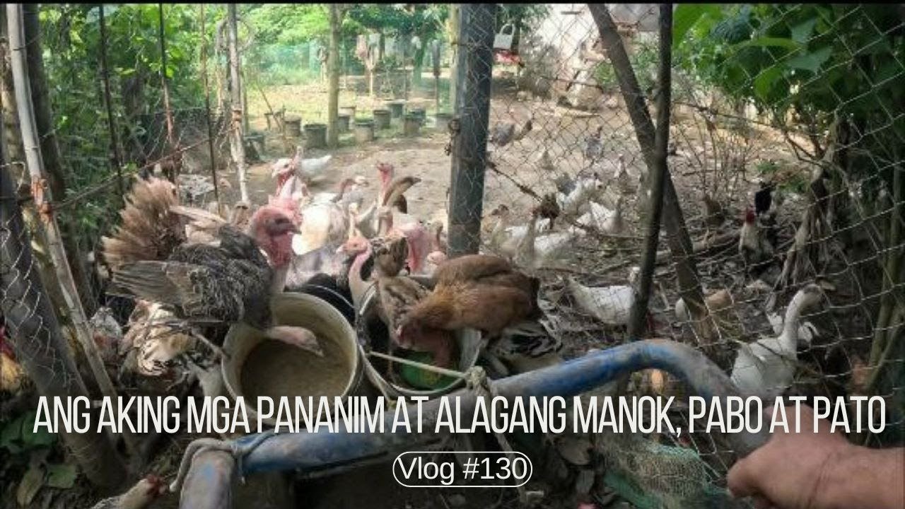 Ang aking Pananim at Alagang Manok, Pabo at Pato